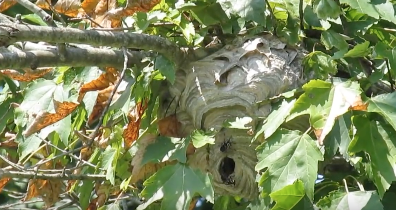 How to Not Remove a Hornet's Nest - Increditorial